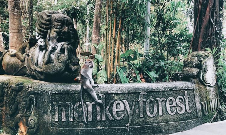 Monkey Forest Ubud