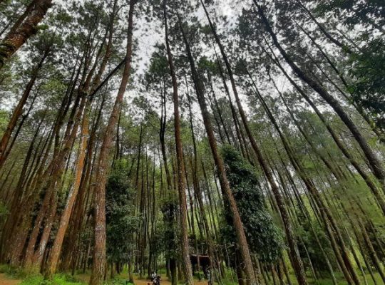 Hutan Pinus Kragilan, Objek Wisata Alam dengan Spot Foto Keren di Magelang