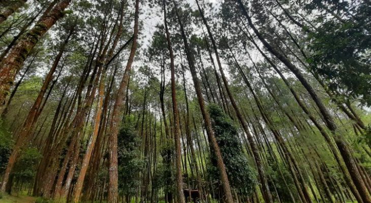Hutan Pinus Kragilan, Objek Wisata Alam dengan Spot Foto Keren di Magelang