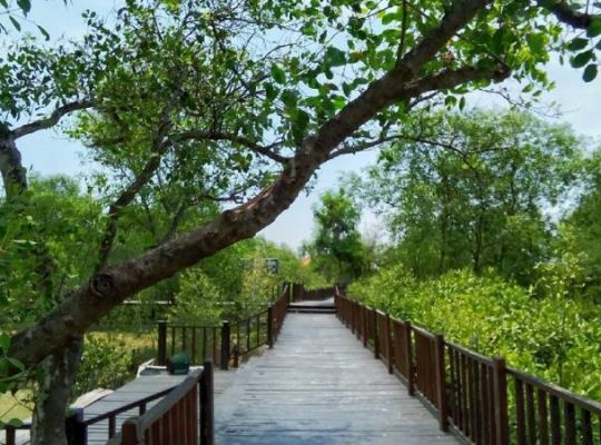 Mangrove Gunung Anyar, Menikmati Pesona Hutan Bakau Nan Indah di Surabaya