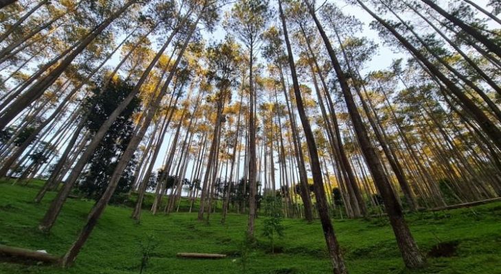 Wisata Batu Kuda Manglayang, Menikmati Panorama Hutan Pinus Nan Asri di Bandung