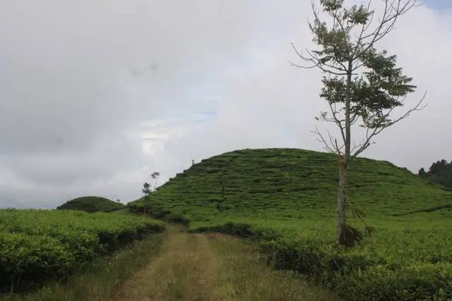 Aktivitas Kebun Teh Medini