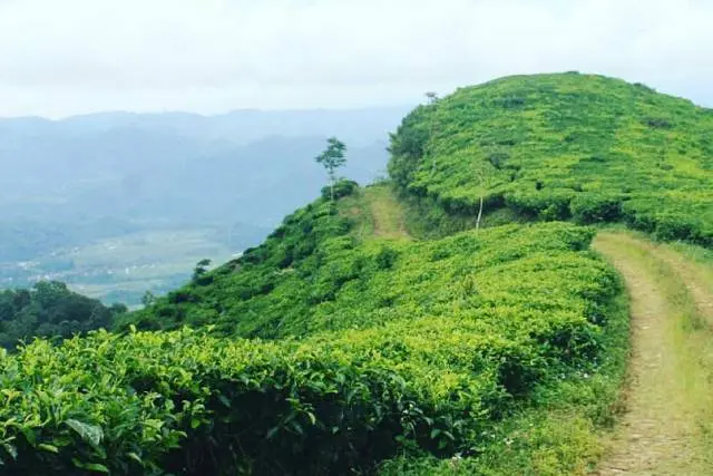 Alamat Wisata Kebun Teh Medini